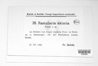 Ramularia eximia image